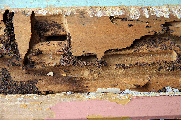 Click for next image... Slideshow image